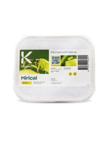 Mirical Koppert - 500 esemplari - Predatore generico preferenza mosche bianche