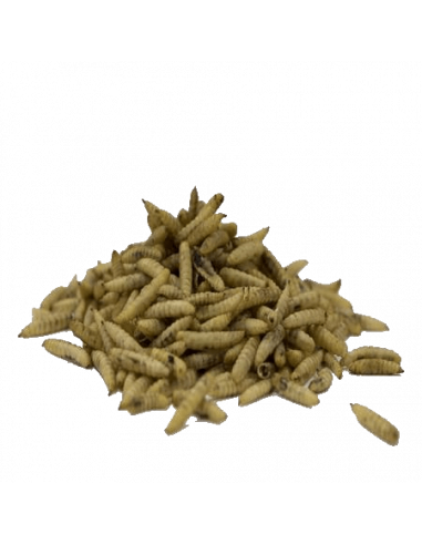 KOPPERT APPI - Nutriworms 10 Kg -  Larve per uccelli o ricci